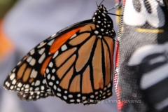 fgf17-butterfly-tent-monarch-on-backpack
