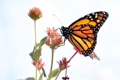 fgf17-butterfly-tent-monarch-on-white