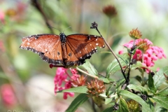 fgf17-butterfly-tent-orange-on-flower