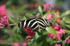 fgf17-butterfly-tent-zebra-on-flower