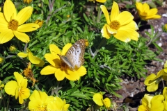 fgf17-butterfly-yellow-flowers