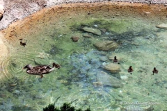 le-cellier-pond-ducks-swimming