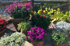 olivias-lunch-flower-pots