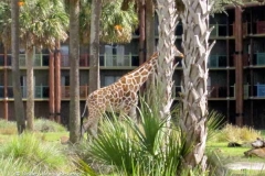 sanaa-giraffe