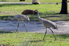 sanaa-savannah-birds