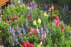 te-outside-flowers
